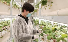 武汉小伙在上海造“植物工厂”！AI种草莓惊艳“多多农研科技大赛”决赛