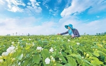 全球每10朵茉莉花6朵来自广西横州（探访）