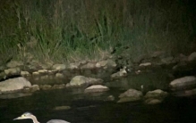 海南鳽现身壮乡瑶寨