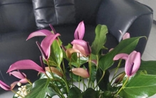 花草不进无福之家！老辈说：这3种花，就是家里福气的“晴雨表”