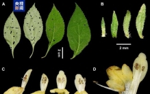 川陕交界发现植物新物种 命名为“大巴山假糙苏”