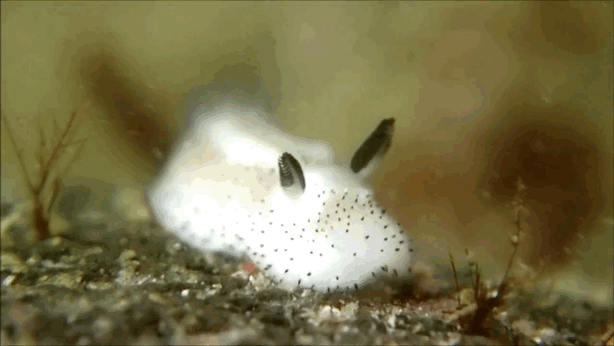 很少人见过的 3 种奇异海洋生物，长相超乎想象