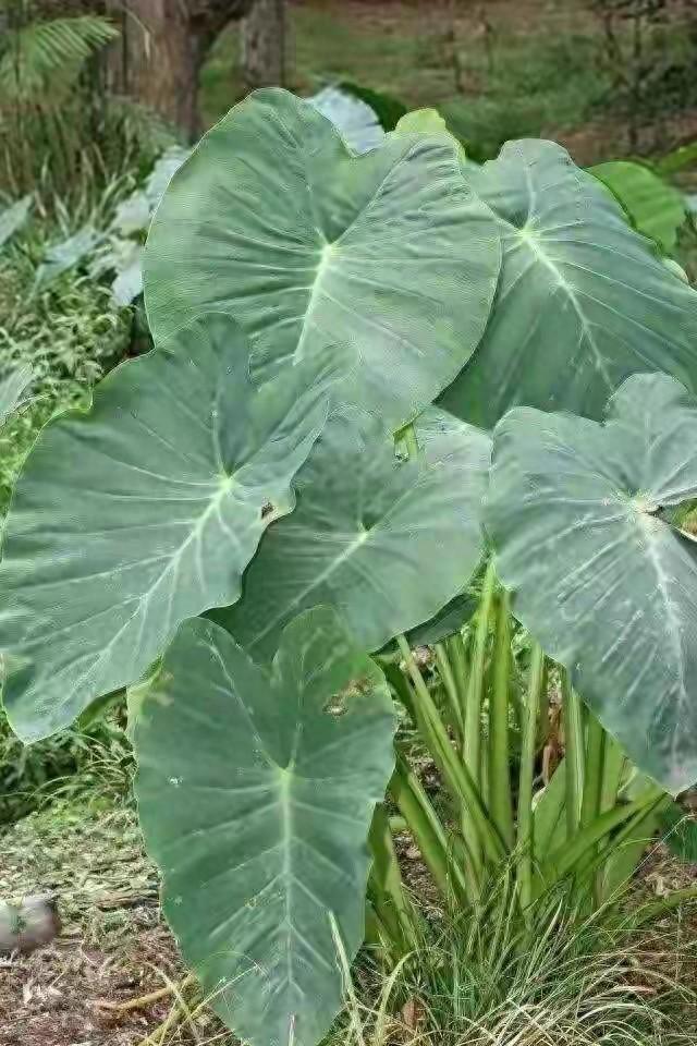 这种植物全株都有毒，却广泛被放进奶茶、甜品、炖排骨里。