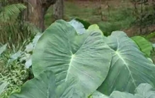 这种植物全株都有毒，却广泛被放进奶茶、甜品、炖排骨里。