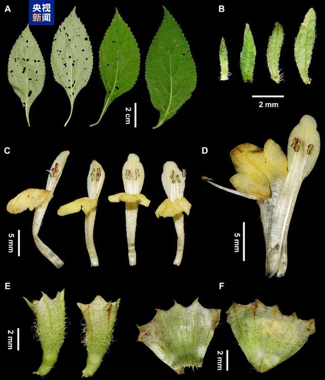 川陕交界发现植物新物种，命名为“大巴山假糙苏”