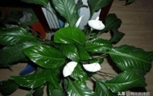 家里这4种果皮别乱扔，埋土里腐熟后肥力足, 养花种菜比化肥更温和