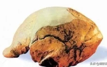 颠覆认知！人类祖先曾是猛兽盘中餐，化石揭开百万年残酷生存史