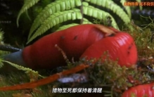 森林中的奇妙生物，你见过吗？