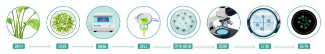植物单细胞总失败？我靠这套方法把原生质体活率稳住了