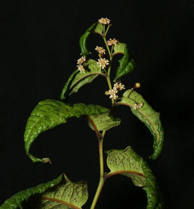 现存最原始的被子植物——无油樟终于在国家植物园绽放