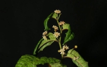 现存最原始的被子植物——无油樟终于在国家植物园绽放
