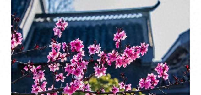 老人说的7大“辟邪”植物，如今只剩6种，那1种为啥没人敢种了？