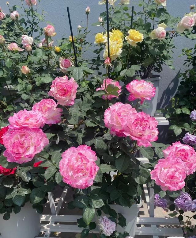月季花界的“贵族”—六翼天使，花美、香浓、花期长，你值得拥有