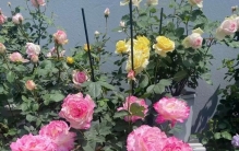 月季花界的“贵族”—六翼天使，花美、香浓、花期长，你值得拥有
