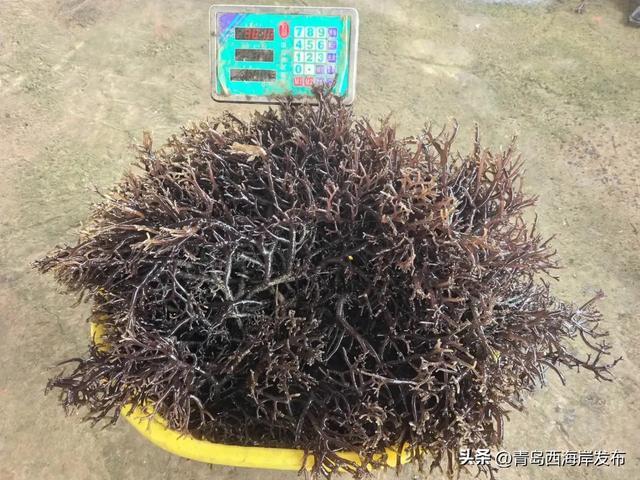 世界最大!西海岸科研团队培育出超大藻株!