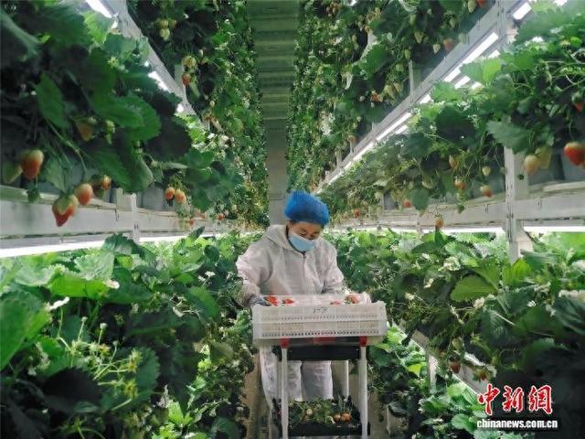 一颗草莓的科技之旅与一个村庄的融合之变