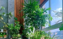 别再盲目养绿植了，真正好养的花，从来都不用费心讨好