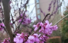 明日农历三月三，民间有哪些传统习俗？建议提前了解，健康过春天