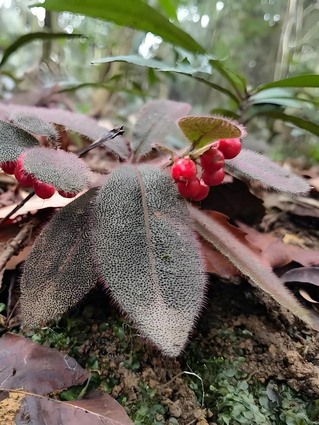 我国特有的珍稀二级保护野生植物：虎舌红，叶如虎舌，果实像玛瑙