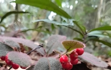 我国特有的珍稀二级保护野生植物：虎舌红，叶如虎舌，果实像玛瑙