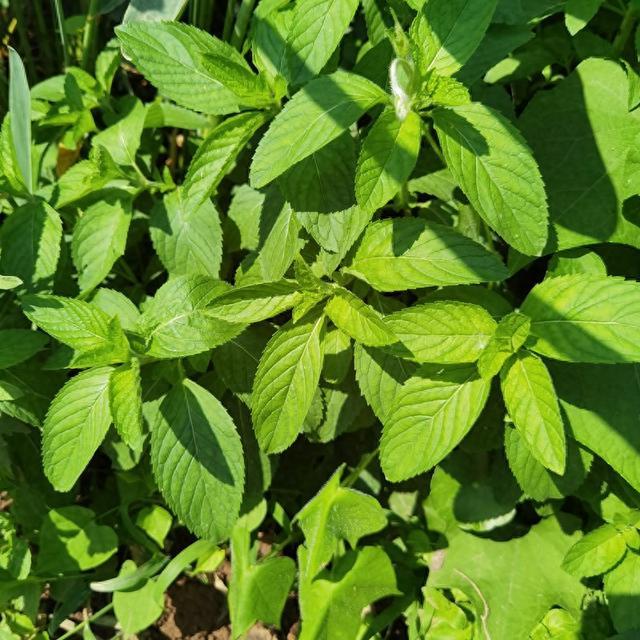 墙角那丛薄荷：藏在夏天里的“清凉魔法”从舌尖到生活都离不开它