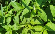 墙角那丛薄荷：藏在夏天里的“清凉魔法”从舌尖到生活都离不开它