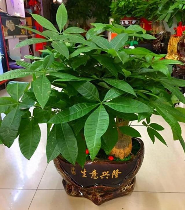 客厅养6种旺宅绿植，好运聚福气，最后一种最招财！