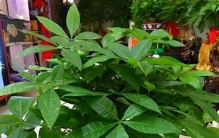 客厅养6种旺宅绿植，好运聚福气，最后一种最招财！