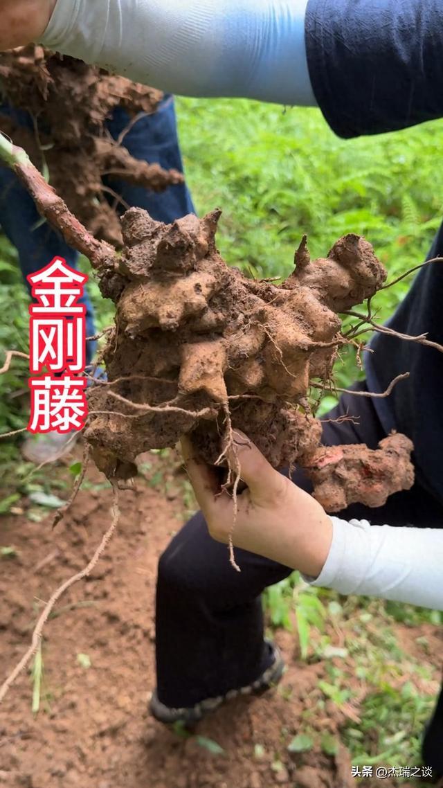 浑身倒钩刺的“植物硬汉”，湿气之王？一锅汤让关节疼的跪下喊服