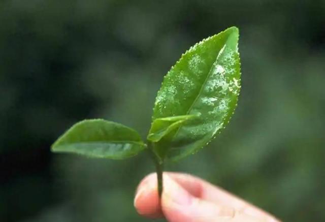 茶叶品牌排行榜前十名推荐，2026年最新茶叶哪个牌子好