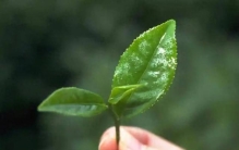 茶叶品牌排行榜前十名推荐，2026年最新茶叶哪个牌子好