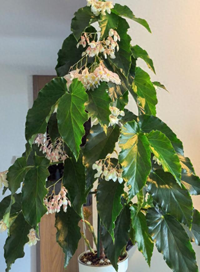 有种优秀的“冷门”绿植，观叶赏花两不误，周年开花，很少人知道