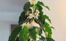 有种优秀的“冷门”绿植，观叶赏花两不误，周年开花，很少人知道
