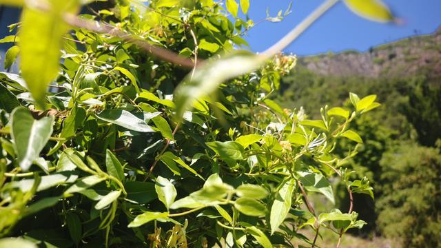 五一期间，金银花开了：那抹黄白相间的温柔，治愈了我整个春天