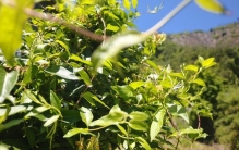 五一期间，金银花开了：那抹黄白相间的温柔，治愈了我整个春天