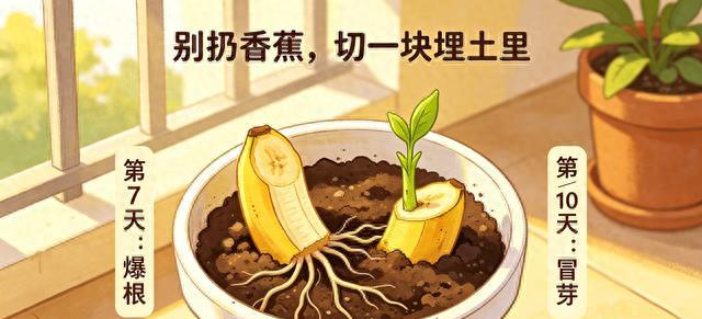 别扔香蕉！切1块埋土里，7天爆根、10天冒芽，阳台种菜养花全靠它