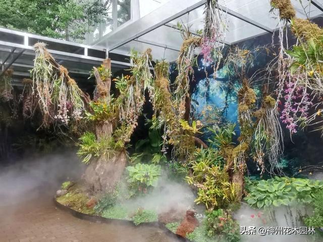400种兰科植物各展娇姿！昆明植物园第三届兰花展正在热展