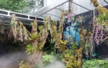 400种兰科植物各展娇姿！昆明植物园第三届兰花展正在热展