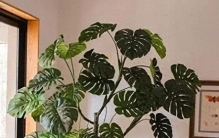 别再瞎养大型绿植。做好这3点，棵棵挺拔不烂根不倒伏