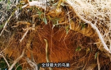 全球最大的鸟巢,却从未有人敢爬上去,当地人:是去送死吗