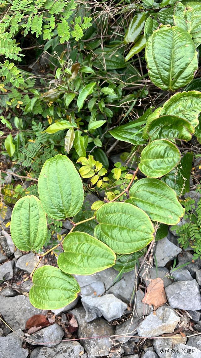 山间常见的“王瓜草”菝葜!浑身藏宝,从古至今都是宝藏植物