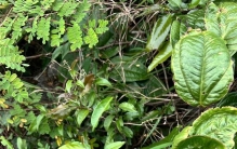 山间常见的“王瓜草”菝葜！浑身藏宝，从古至今都是宝藏植物