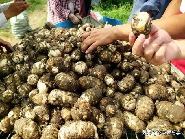 2026最火毒植物,奶茶甜品炖排骨全靠它
