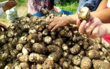 2026最火毒植物，奶茶甜品炖排骨全靠它