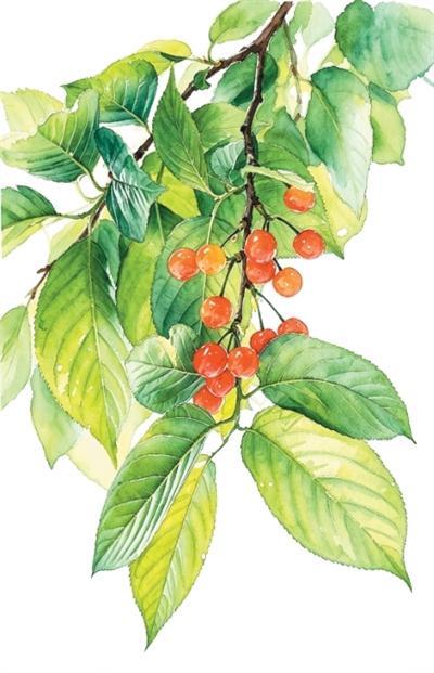 一味苦中甘 小得即圆满(食愈24节气)