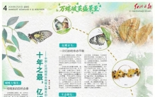 十年之最，亿蝶起舞！中国·红河蝴蝶谷蝴蝶大爆发的自然密码