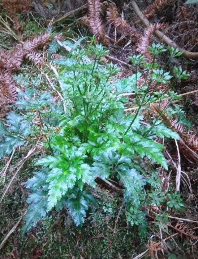 手把手教你认清中草药植物500种(144.黄连)