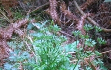 手把手教你认清中草药植物500种（144.黄连）