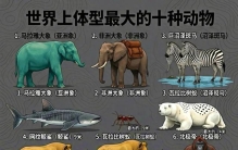 世界上体型最大的十种动物