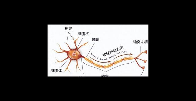 抑郁症脑神经修复食物排行,核桃第3,蛋黄第2,第1被称为脑黄金
